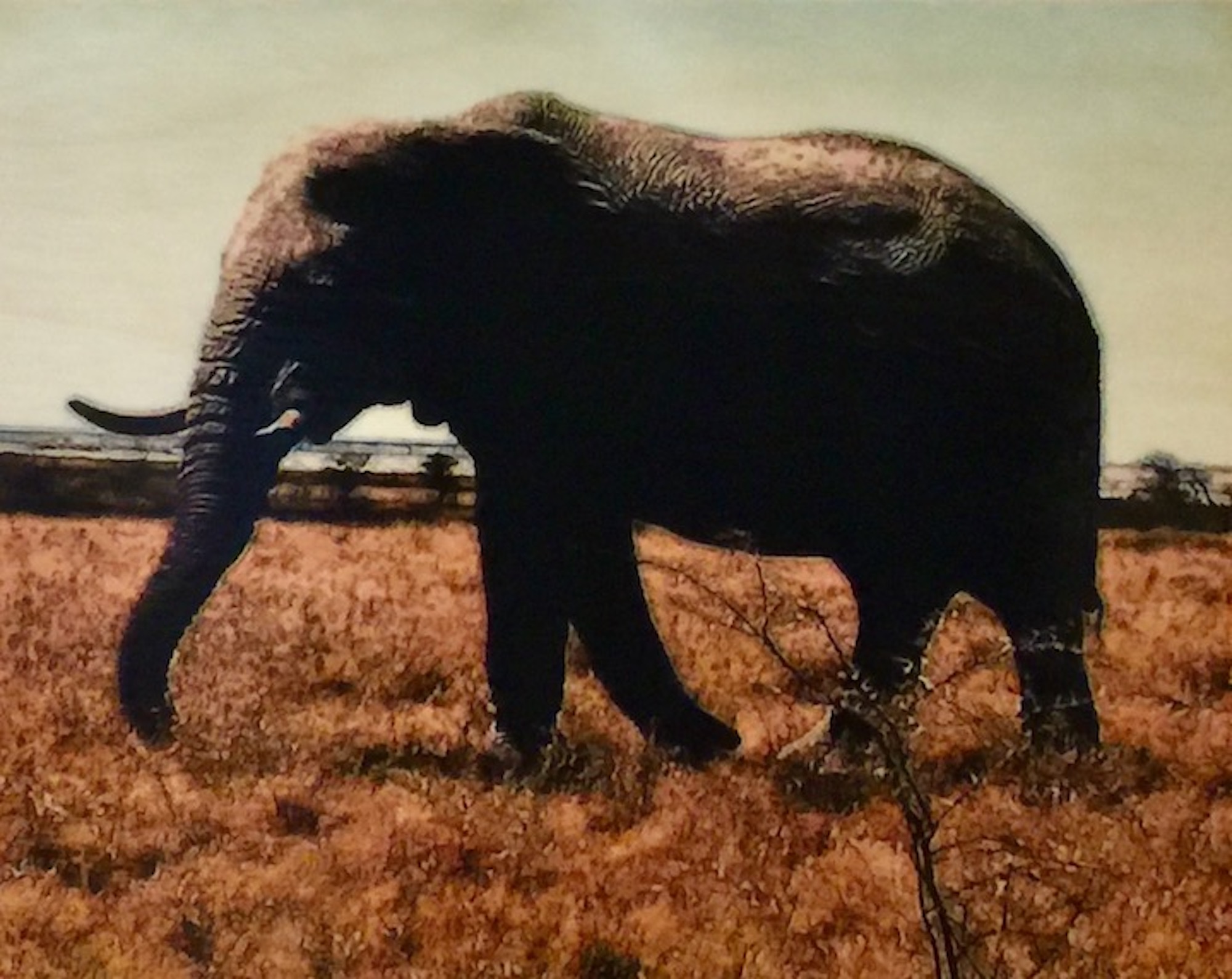 Etosha Park, Majestic Elephant
