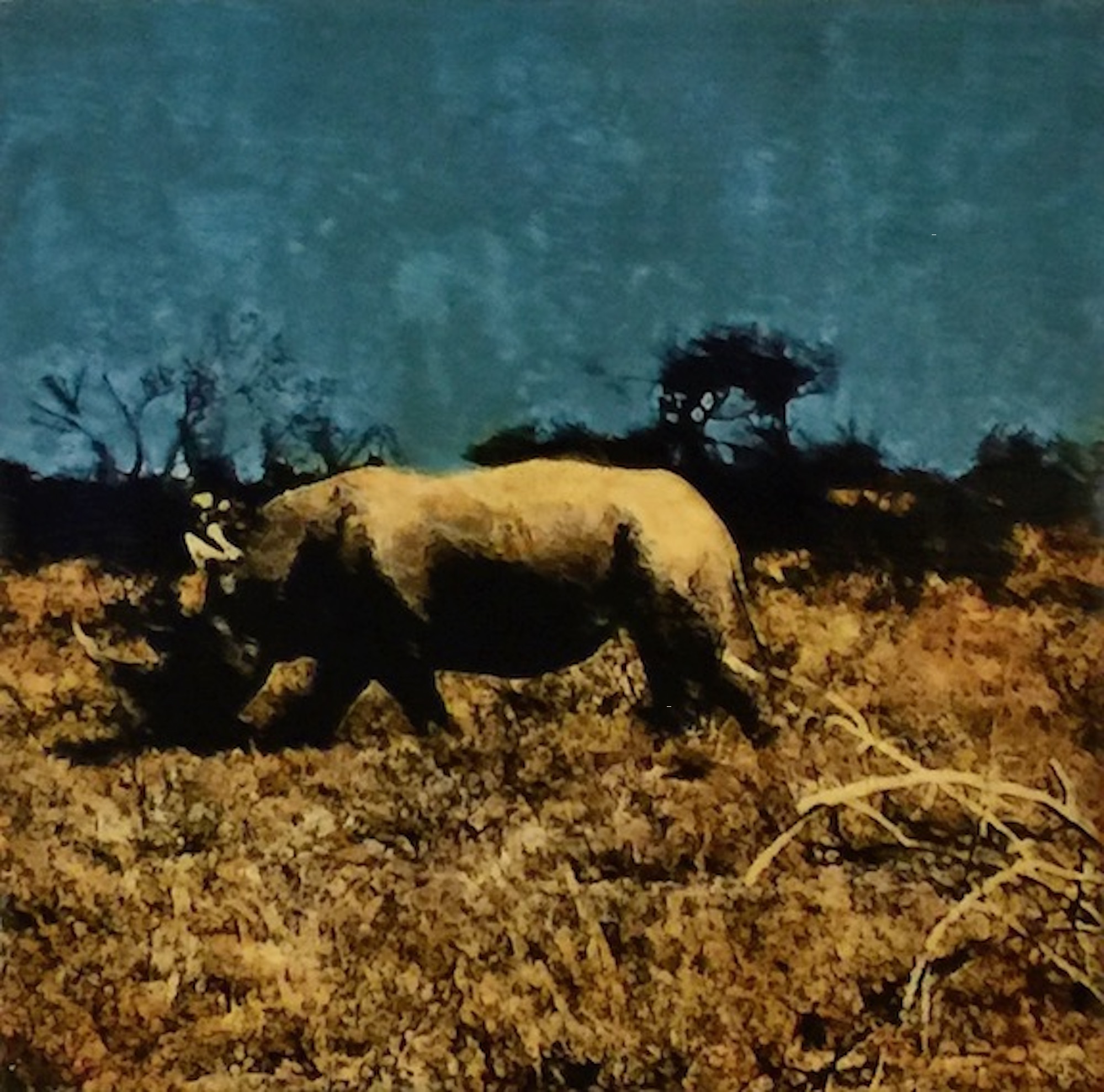 Etosha Park, Rhinoceros