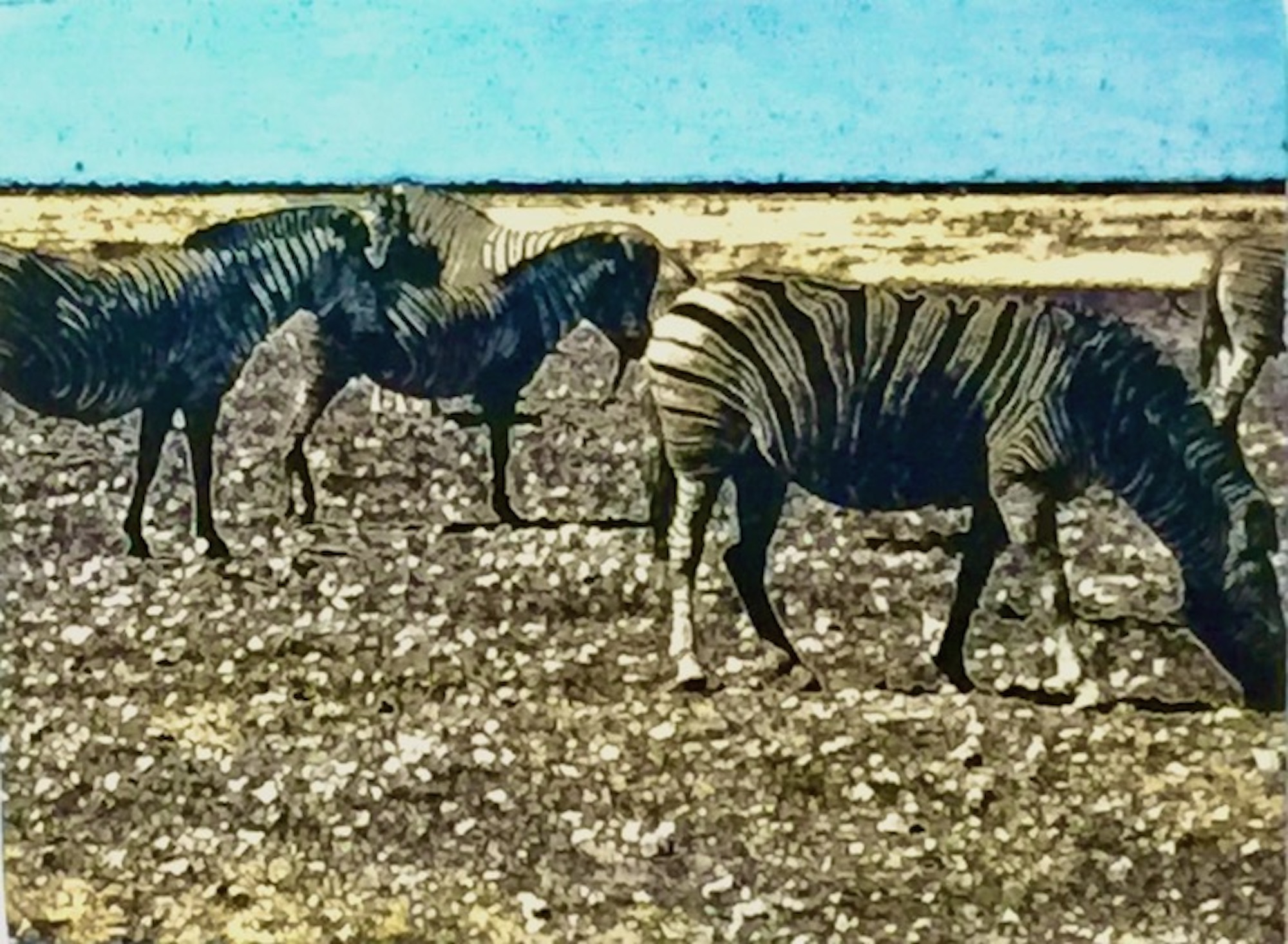 Etosha Park Zebras