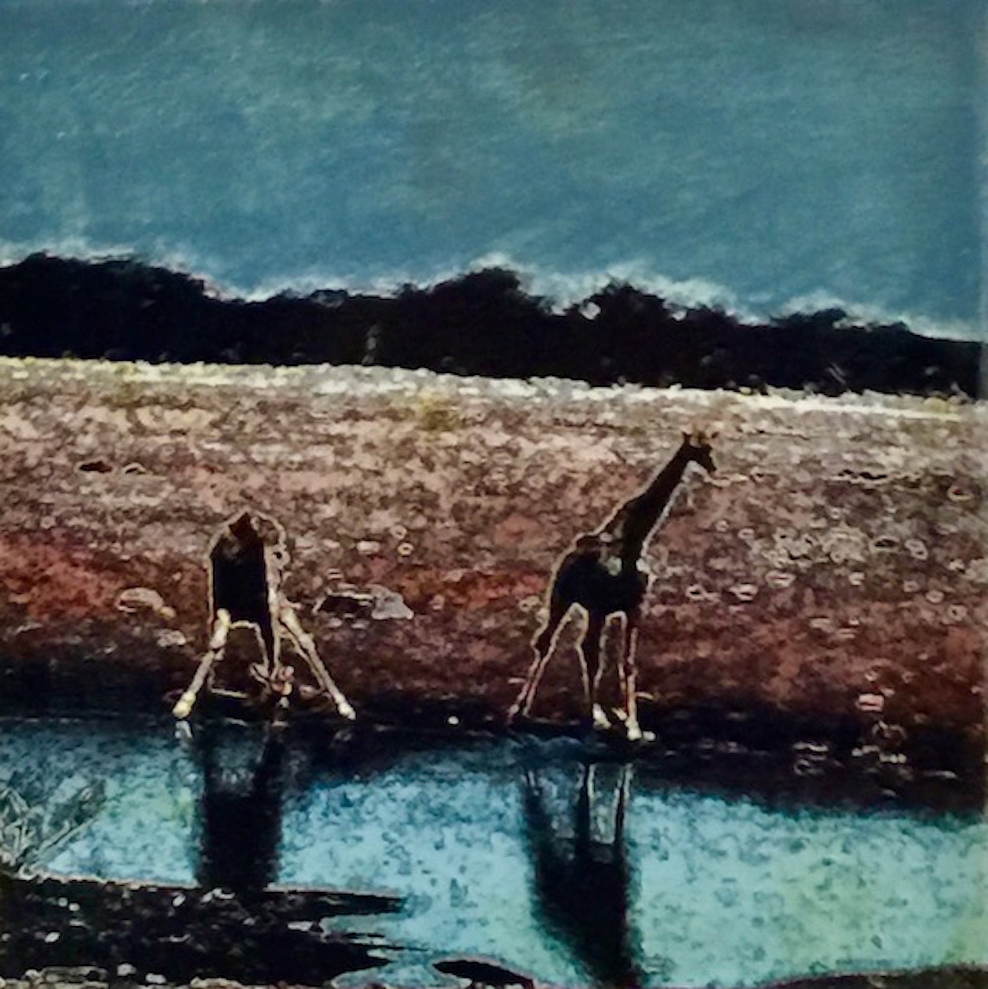 Etosha Park, Giraffes at waterhole 1