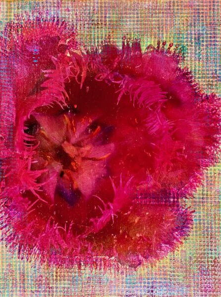 Tulipe Perroquet Rose, phototransfer and acrylic, 16 x 12", 2021