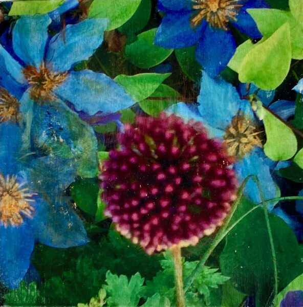 Allium 1, 1er juillet, phototransfer & acrylic, 8 x 8", 2020