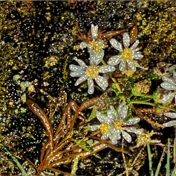 Michelle Letarte, Flat-top white asters 1, West Dyer's Bay Road, phototransfer and acrylic markers on board, 8 x 8"