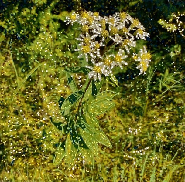 Michelle Letarte, Flat-top white asters 2, West Dyer's Bay Road, phototransfer and acrylic markers on board, 8 x 8"